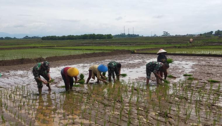 Babinsa Dampingi Petani di Desa Kebanaran untuk Sukseskan Swasembada Pangan