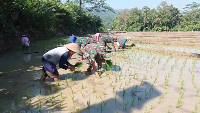Babinsa Laksanakan Tanam Padi berasama Petani